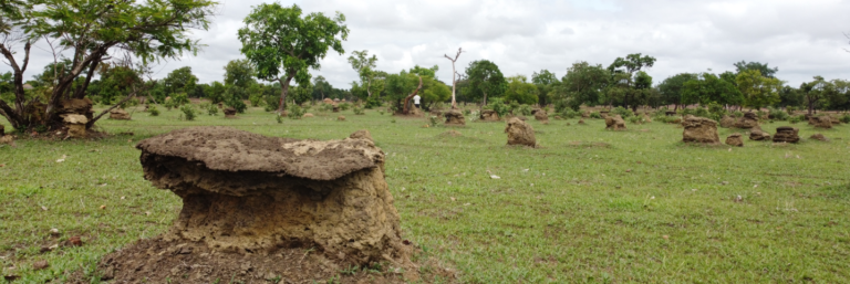 Gestion durable des terres