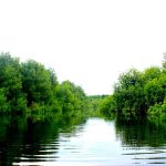 Le potentiel écotouristique des mangroves du site Ramsar 1017