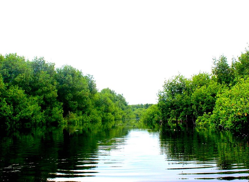 Le potentiel écotouristique des mangroves du site Ramsar 1017